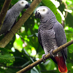 African Grey Parrot : One Of The Greatest Species Of Parrots
